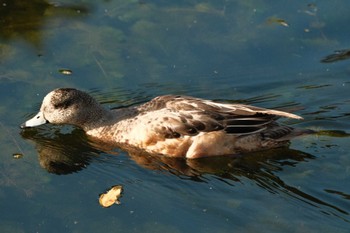 アメリカヒドリ 大濠公園 2022年11月27日(日)