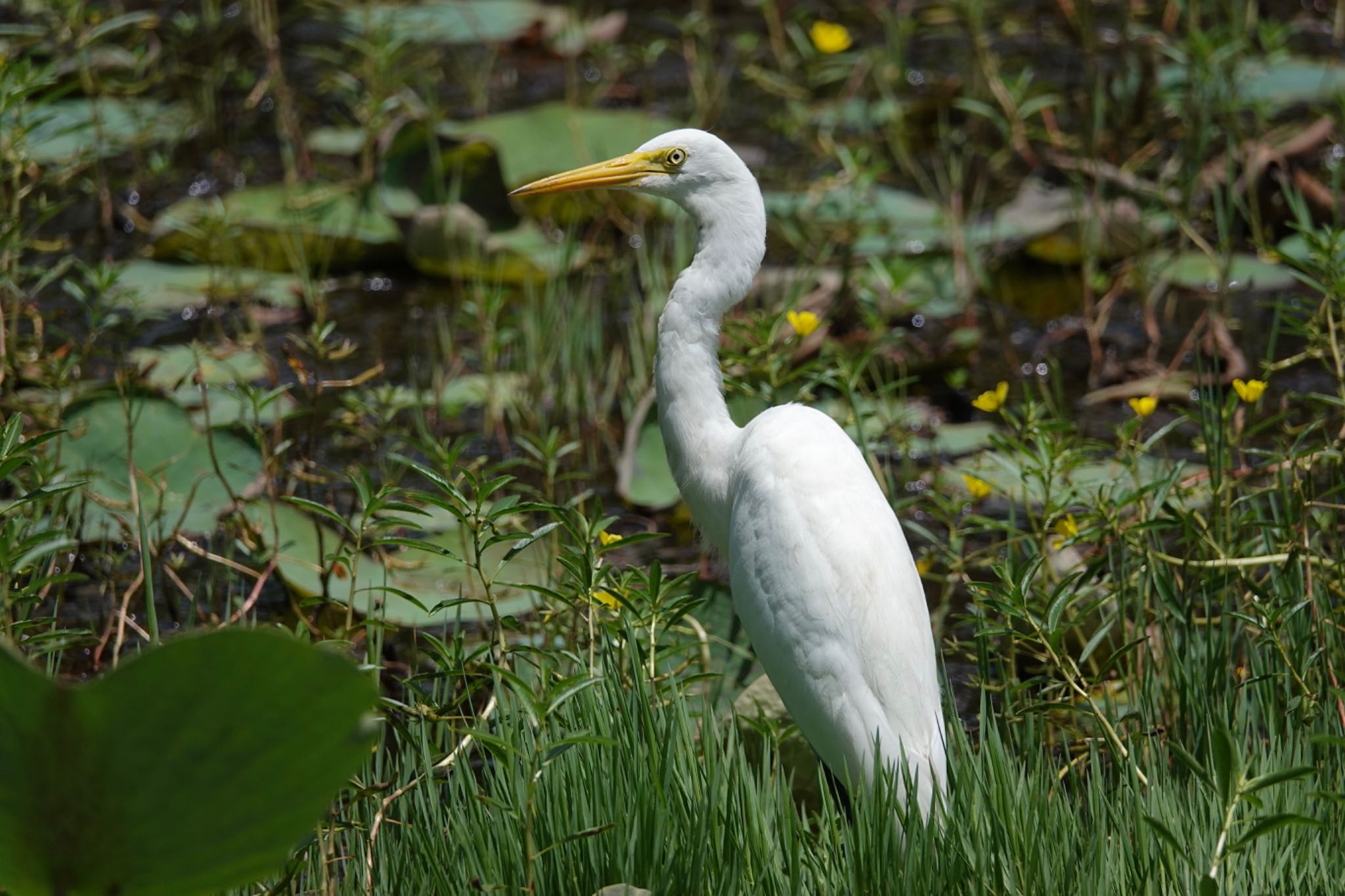 Medium Egret