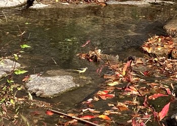 2022年11月27日(日) 都賀川の野鳥観察記録