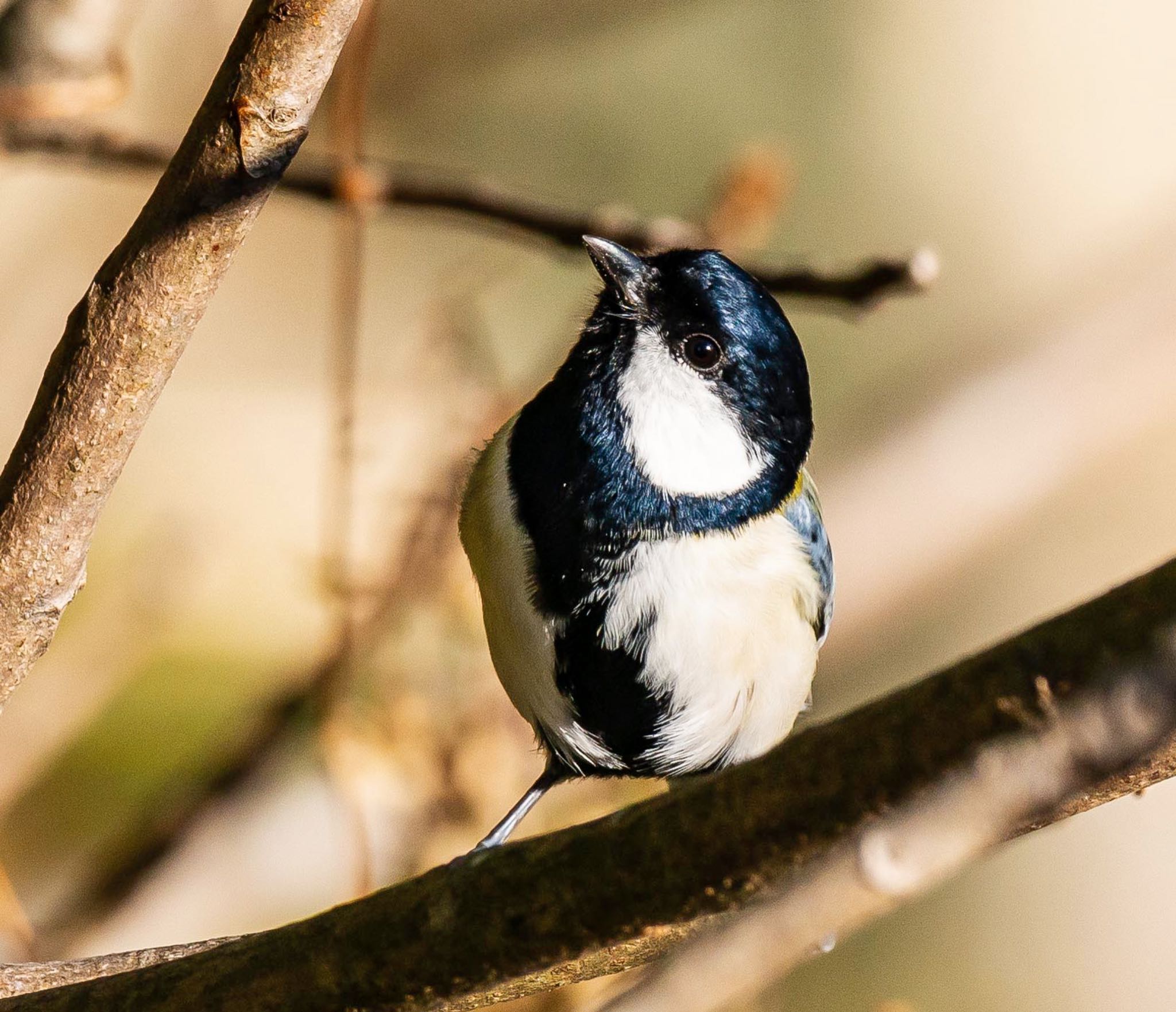 Photo of Japanese Tit at 岐阜県山県市 by 89 Hiro