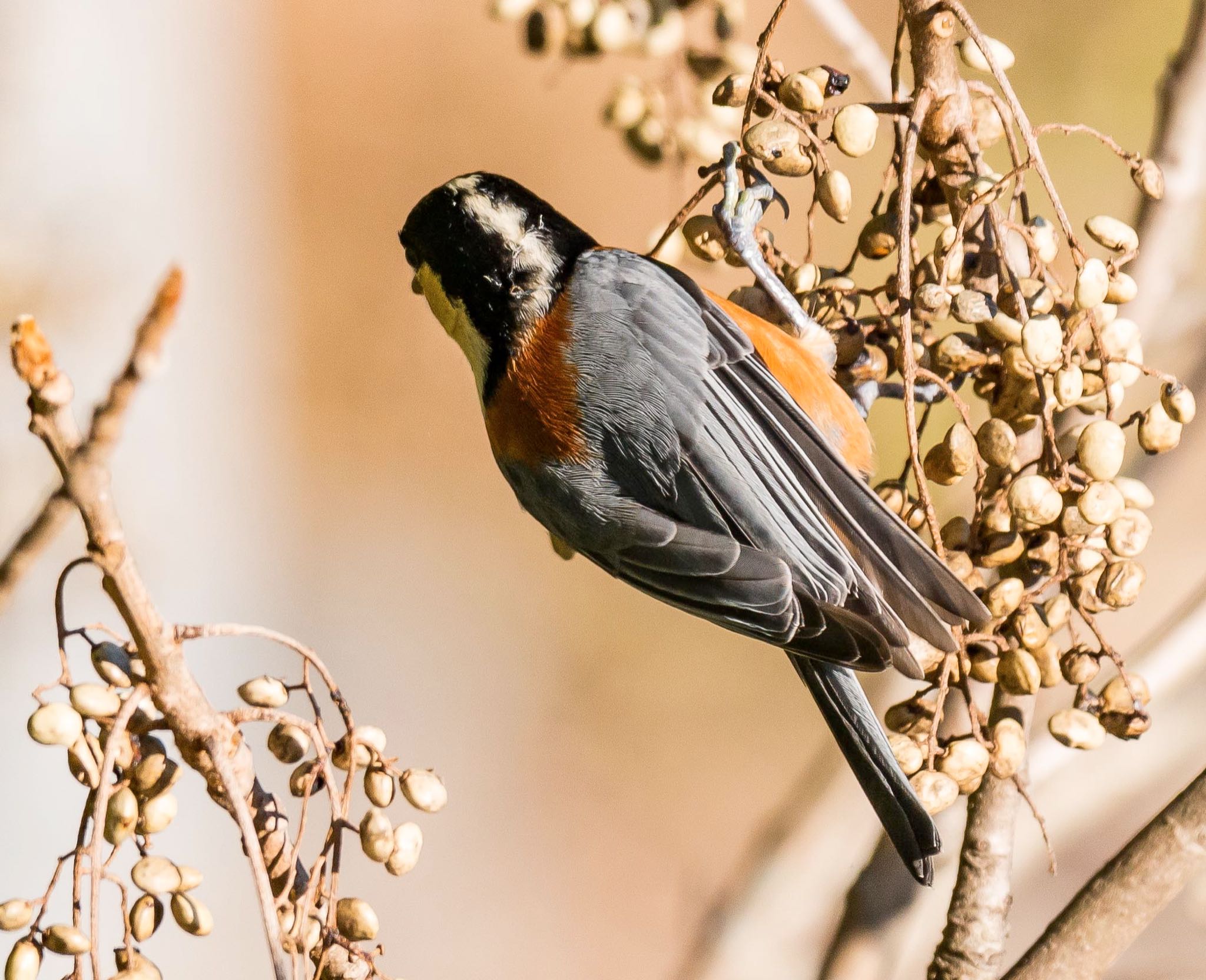 Photo of Varied Tit at 岐阜県山県市 by 89 Hiro