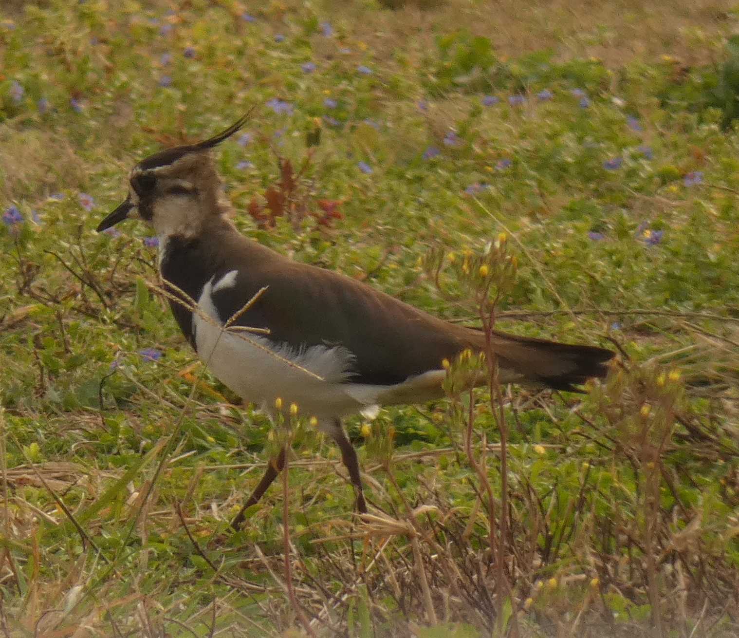 Photo of Northern Lapwing at Yoron Island by あおこん