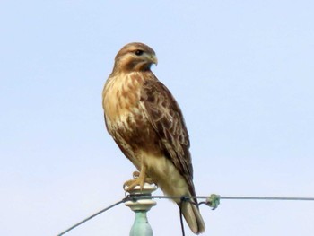 2022年11月26日(土) 湖北野鳥センターの野鳥観察記録