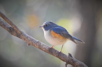 Red-flanked Bluetail 立田山 Wed, 12/30/2015