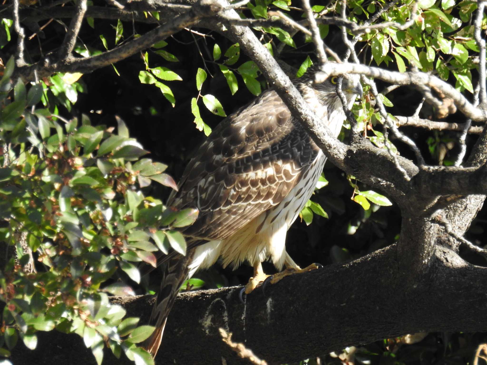 東京港野鳥公園 オオタカの写真 by Kozakuraband