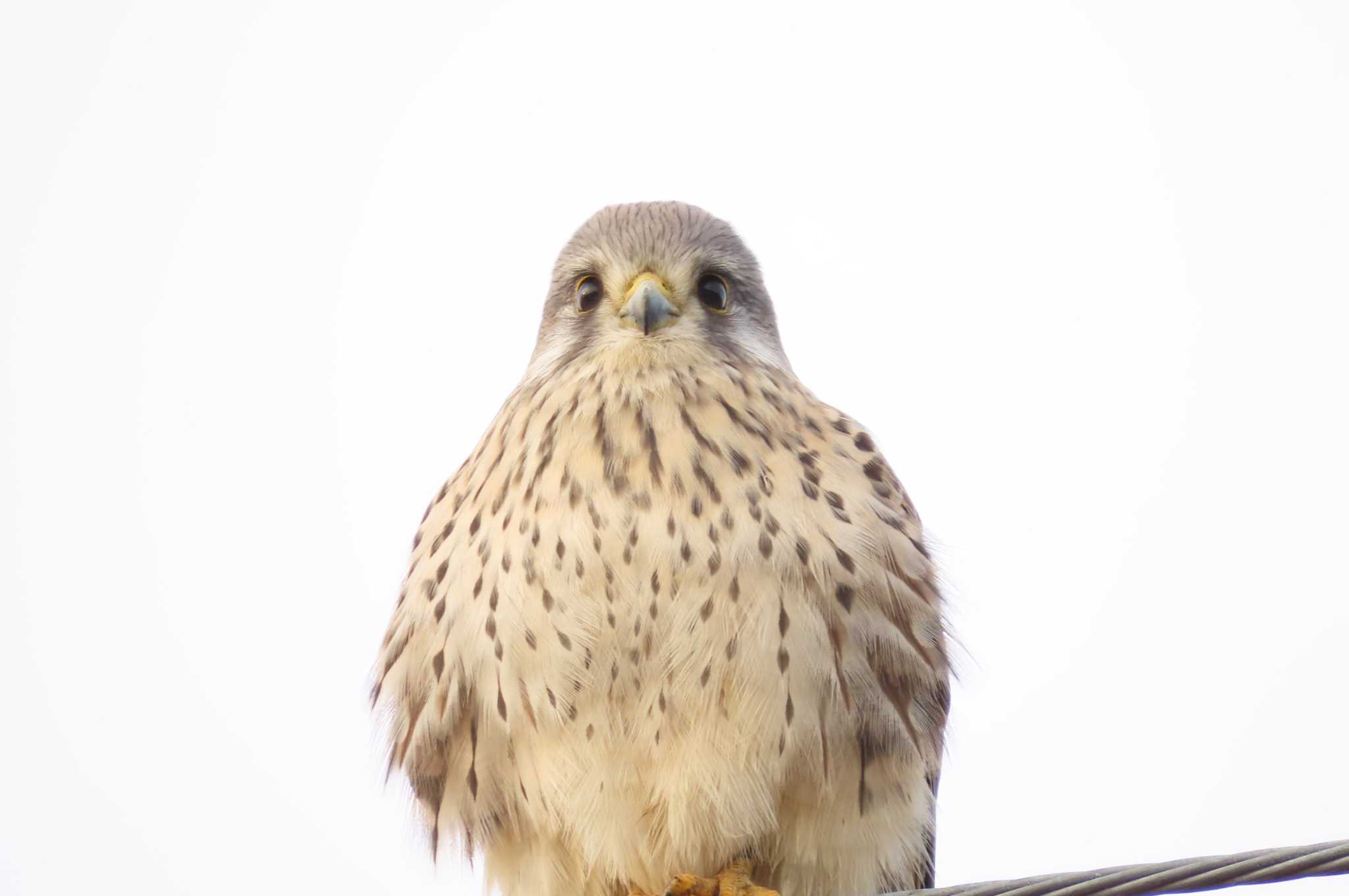 守山市 チョウゲンボウの写真 by 姉なめこ