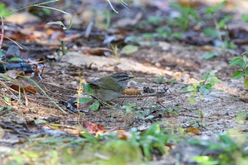 Green-backed Sparrow