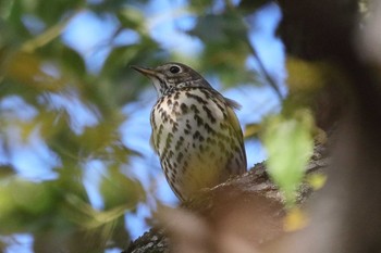 ウタツグミ 場所が不明 2017年12月2日(土)