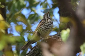 ウタツグミ 場所が不明 2017年12月2日(土)