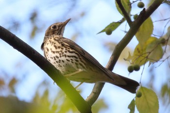 Song Thrush Unknown Spots Sat, 12/2/2017