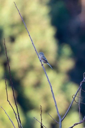 Siberian Long-tailed Rosefinch Miyagi Kenminnomori Sun, 11/27/2022