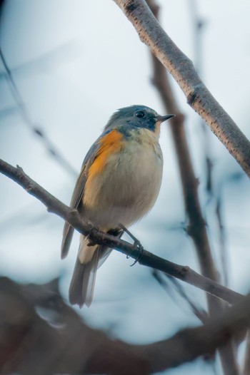 Red-flanked Bluetail Miyagi Kenminnomori Sun, 11/27/2022