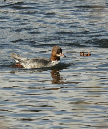 Common Merganser Unknown Spots Unknown Date