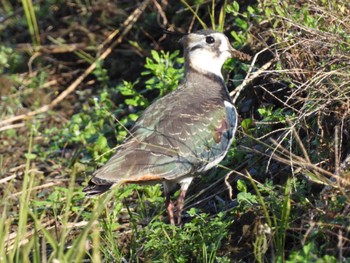 Northern Lapwing 平塚田んぼ Sun, 11/27/2022