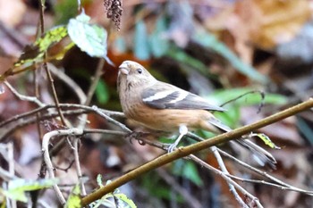 2022年11月27日(日) 早戸川林道の野鳥観察記録