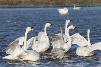 Tundra Swan 本埜村白鳥の郷 Sun, 11/27/2022