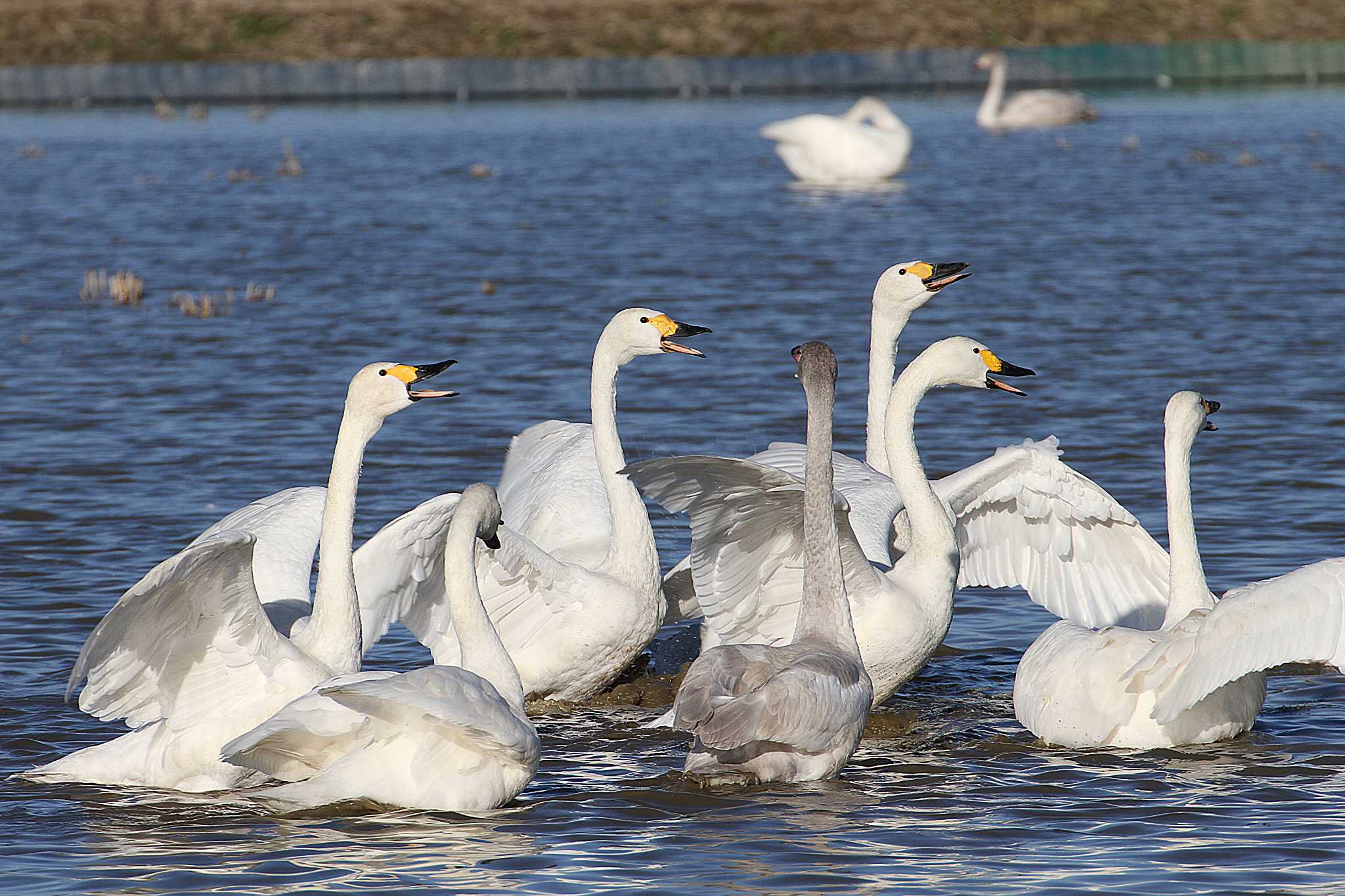 Photo of Tundra Swan at 本埜村白鳥の郷 by Simo