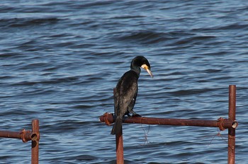 Great Cormorant 印旛沼 Sun, 11/27/2022