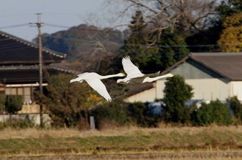 Tundra Swan 本埜村白鳥の郷 Sun, 11/27/2022