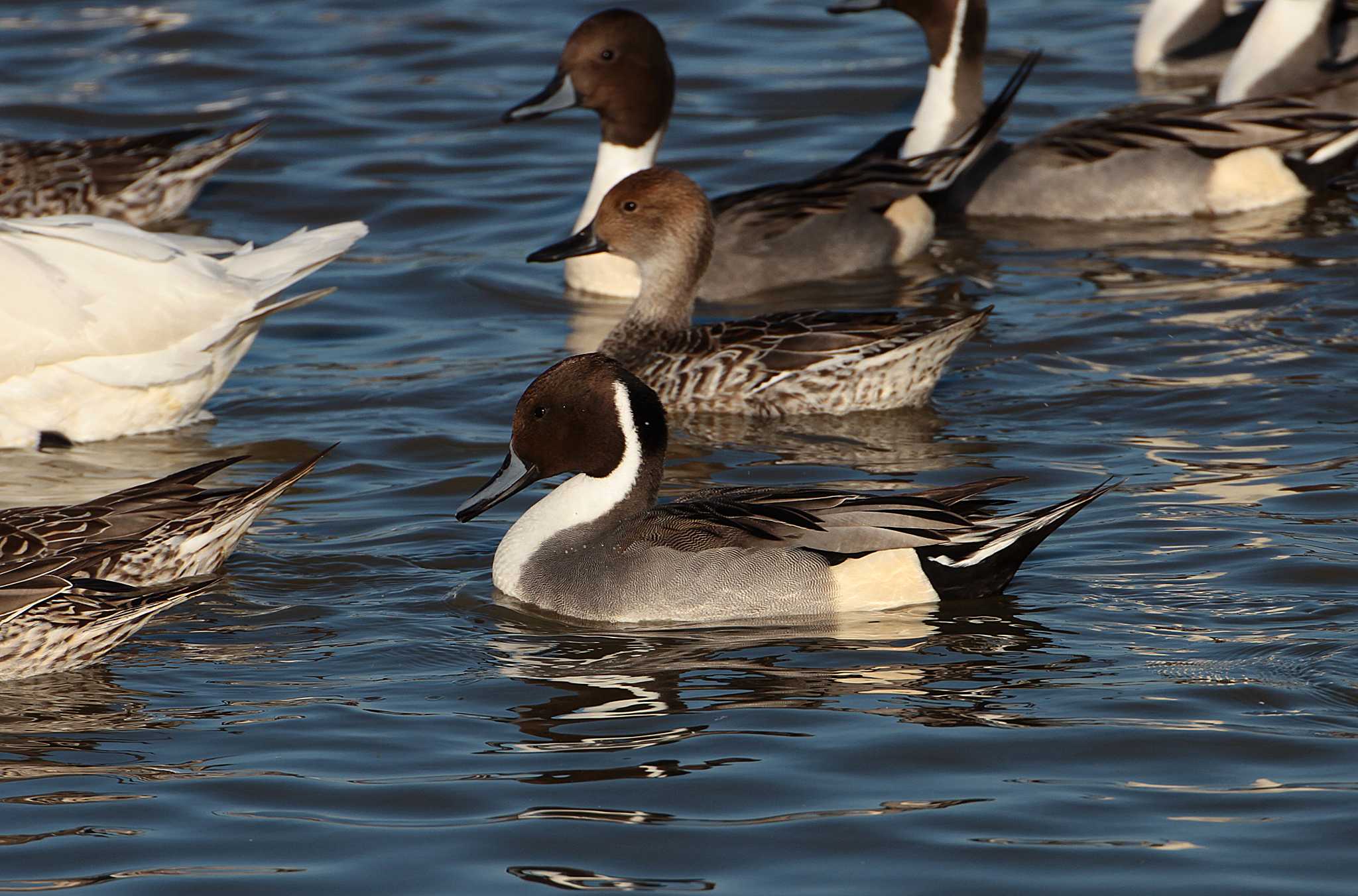 Photo of Northern Pintail at 本埜村白鳥の郷 by Simo