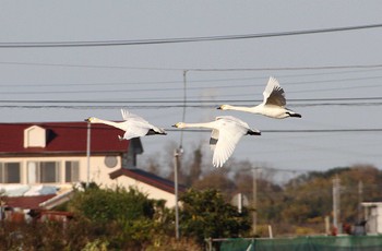 Tundra Swan 本埜村白鳥の郷 Sun, 11/27/2022