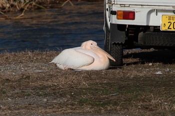 Sun, 11/27/2022 Birding report at 印旛沼