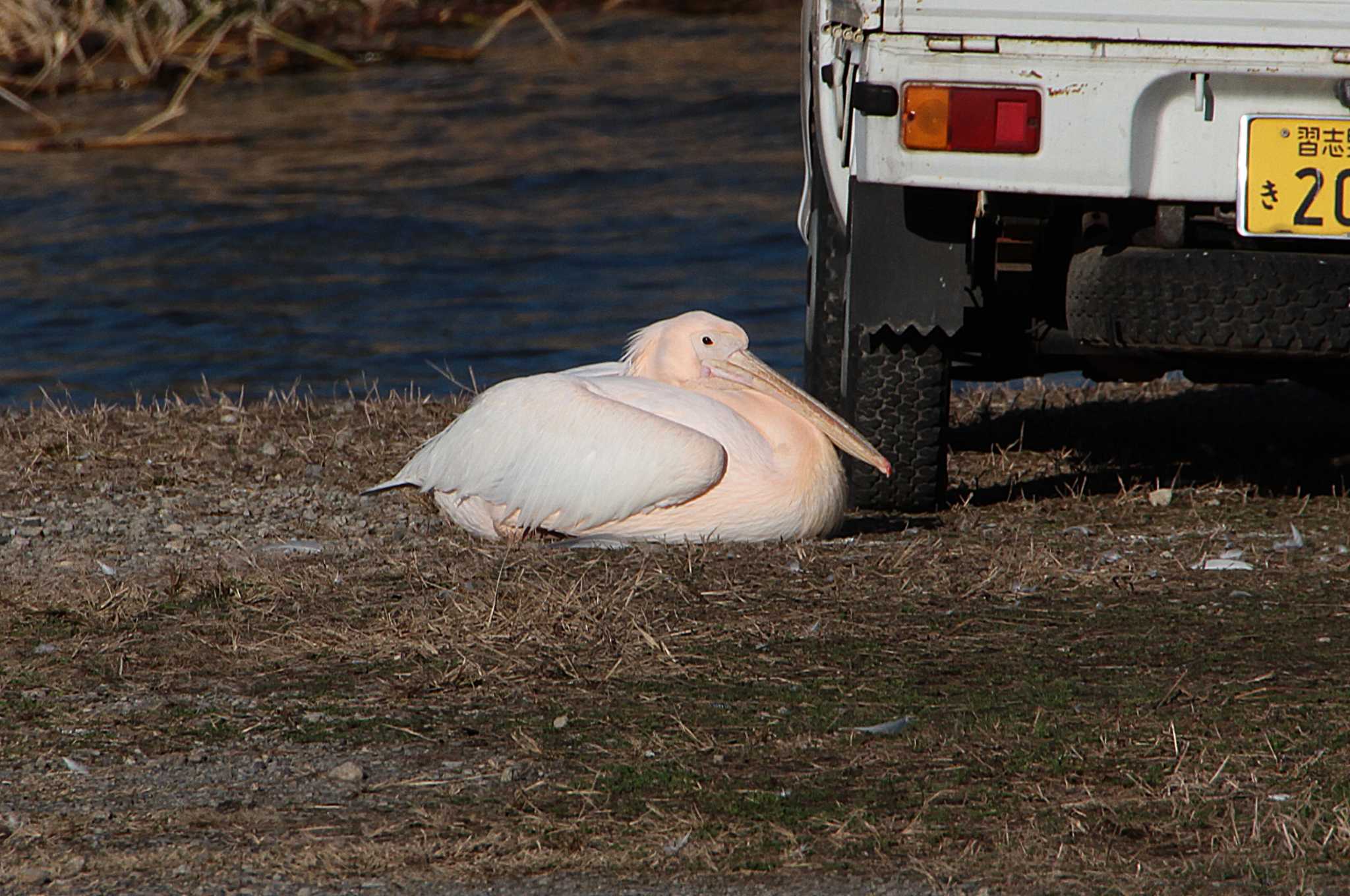 Photo of Great White Pelican at 印旛沼 by Simo