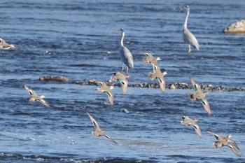 Eurasian Teal 多摩川二ヶ領宿河原堰 Sun, 11/27/2022