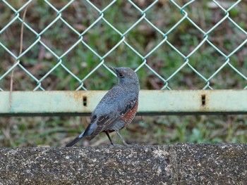 Blue Rock Thrush ベランダから Sun, 11/27/2022