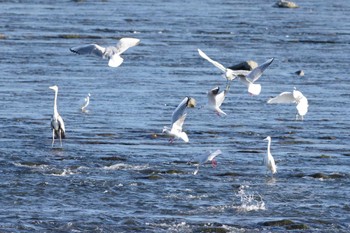 Black-headed Gull 多摩川二ヶ領宿河原堰 Sun, 11/27/2022