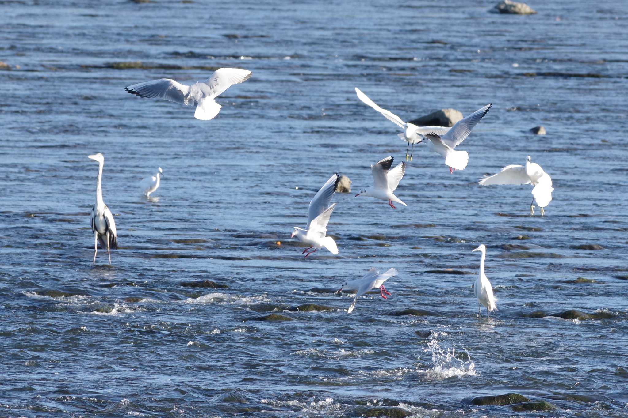 Black-headed Gull