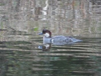 2022年11月26日(土) 葛西臨海公園の野鳥観察記録