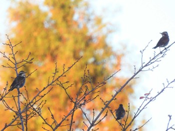 2022年11月27日(日) 見沼たんぼの野鳥観察記録