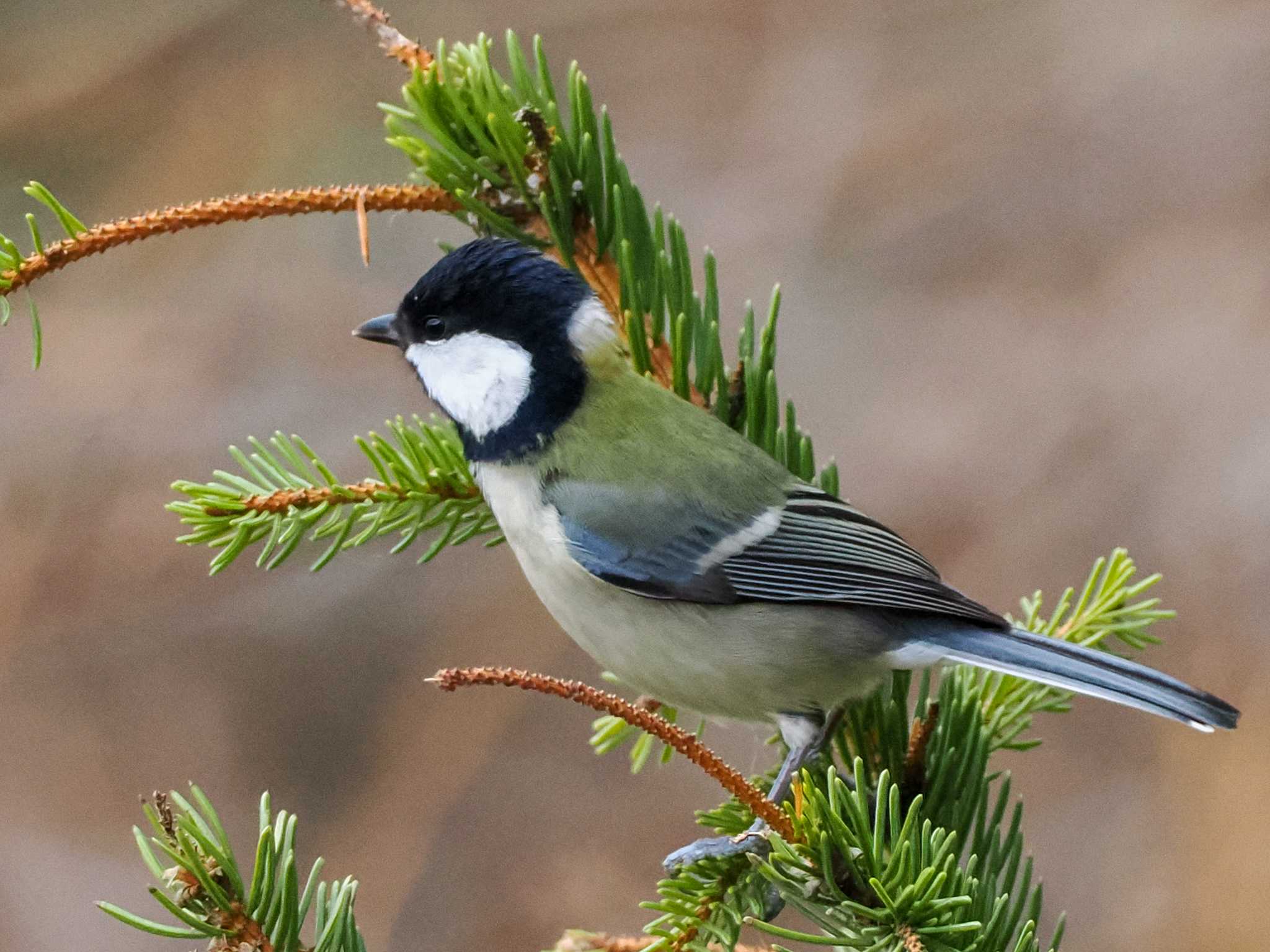 シジュウカラ