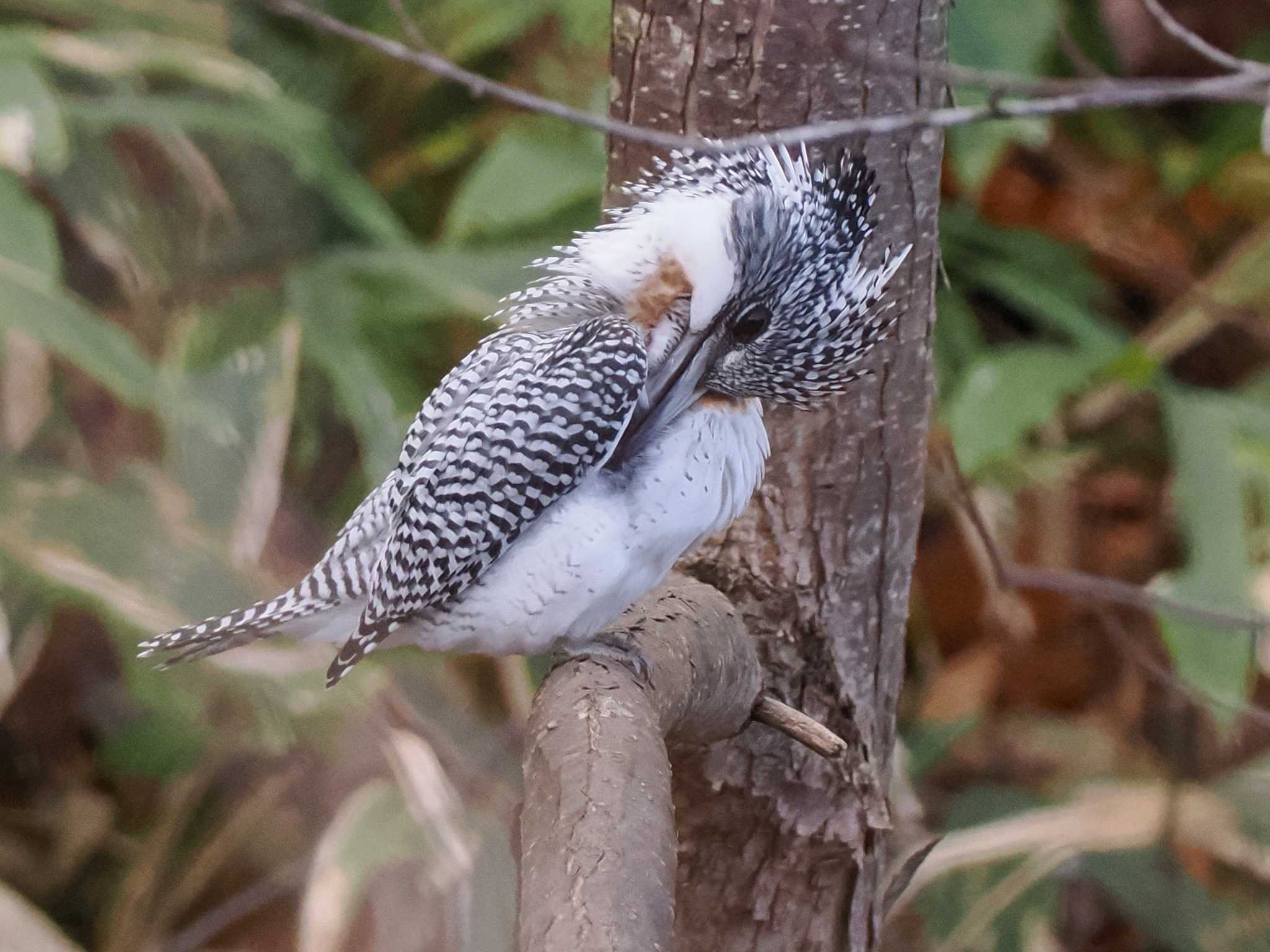 真駒内公園 エゾヤマセミの写真 by 98_Ark (98ｱｰｸ)