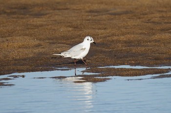 Saunders's Gull 飯梨川河口(島根県安来市) Sun, 11/27/2022