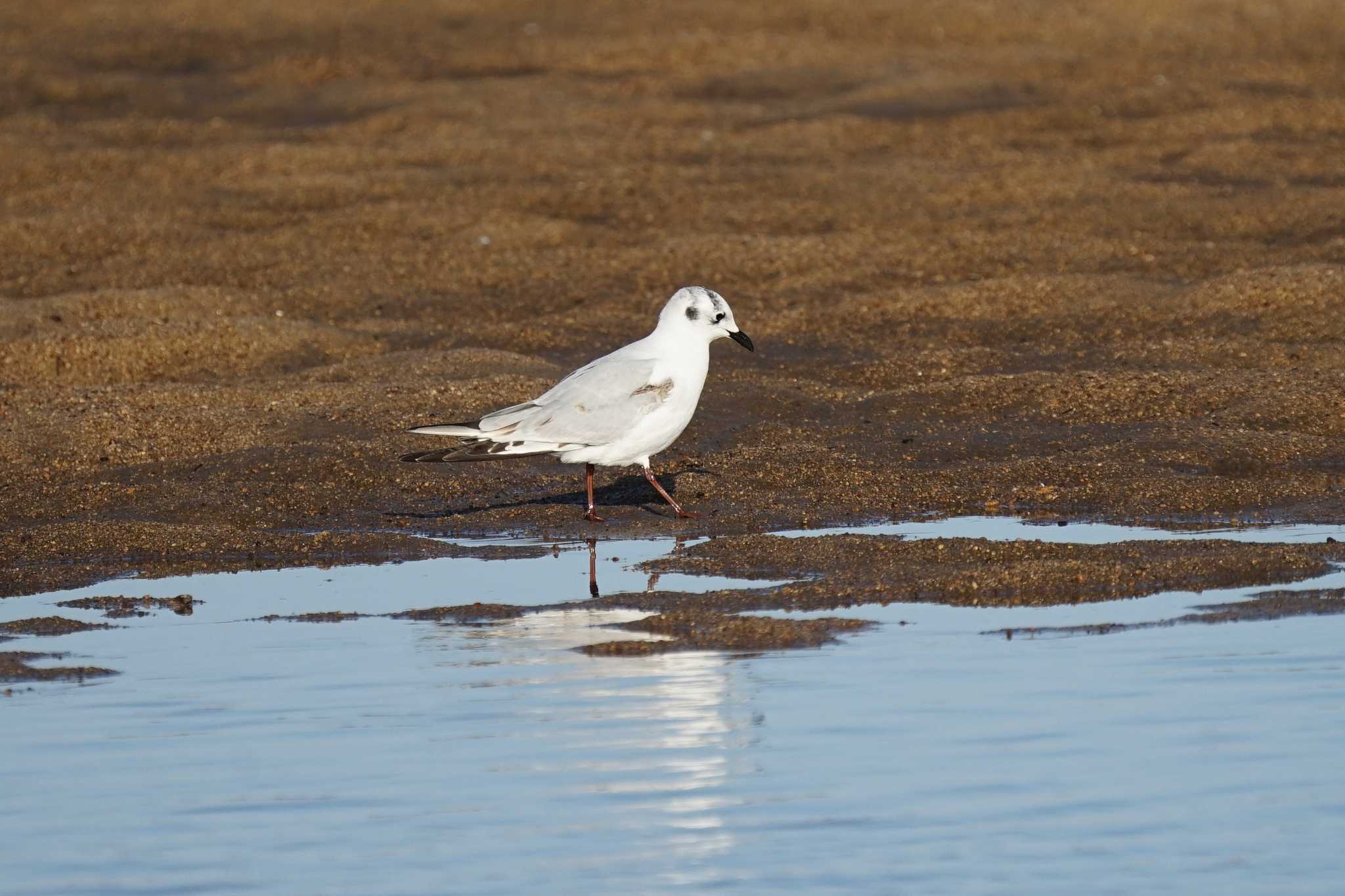 Photo of Saunders's Gull at 飯梨川河口(島根県安来市) by ひらも