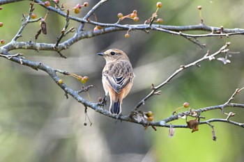 Amur Stonechat 赤城山 Fri, 9/30/2022