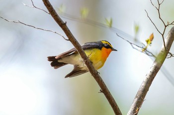 Narcissus Flycatcher Karuizawa wild bird forest Sun, 5/8/2022