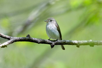 コサメビタキ 軽井沢野鳥の森 2022年5月8日(日)