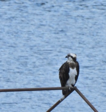 2022年11月27日(日) 早戸川林道の野鳥観察記録