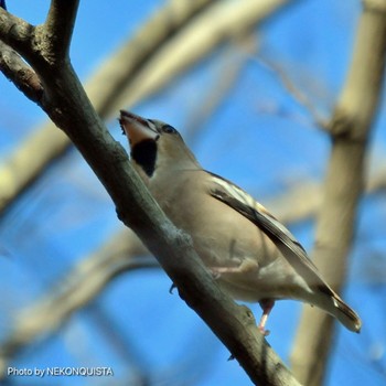 Hawfinch 甲山森林公園 Sun, 11/27/2022