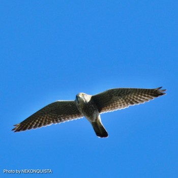 Common Kestrel 西宮市 Sun, 11/27/2022