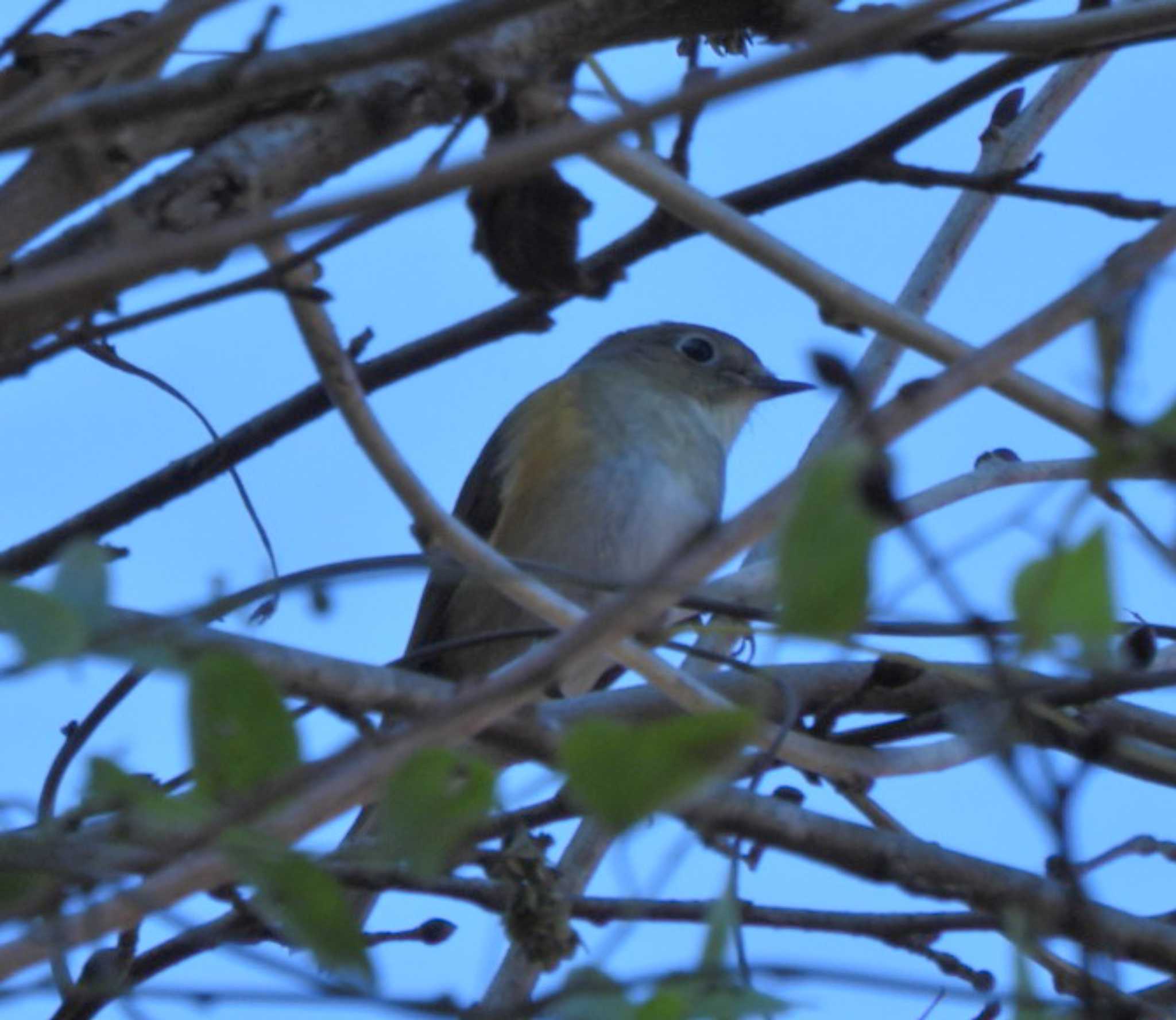 やっと初見... by NM🐥📷