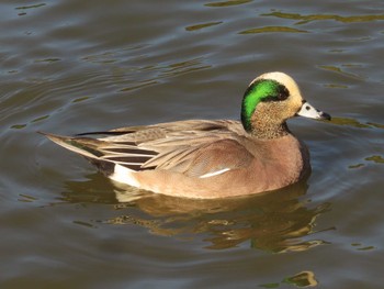 2022年11月27日(日) 鶴岡八幡宮の野鳥観察記録