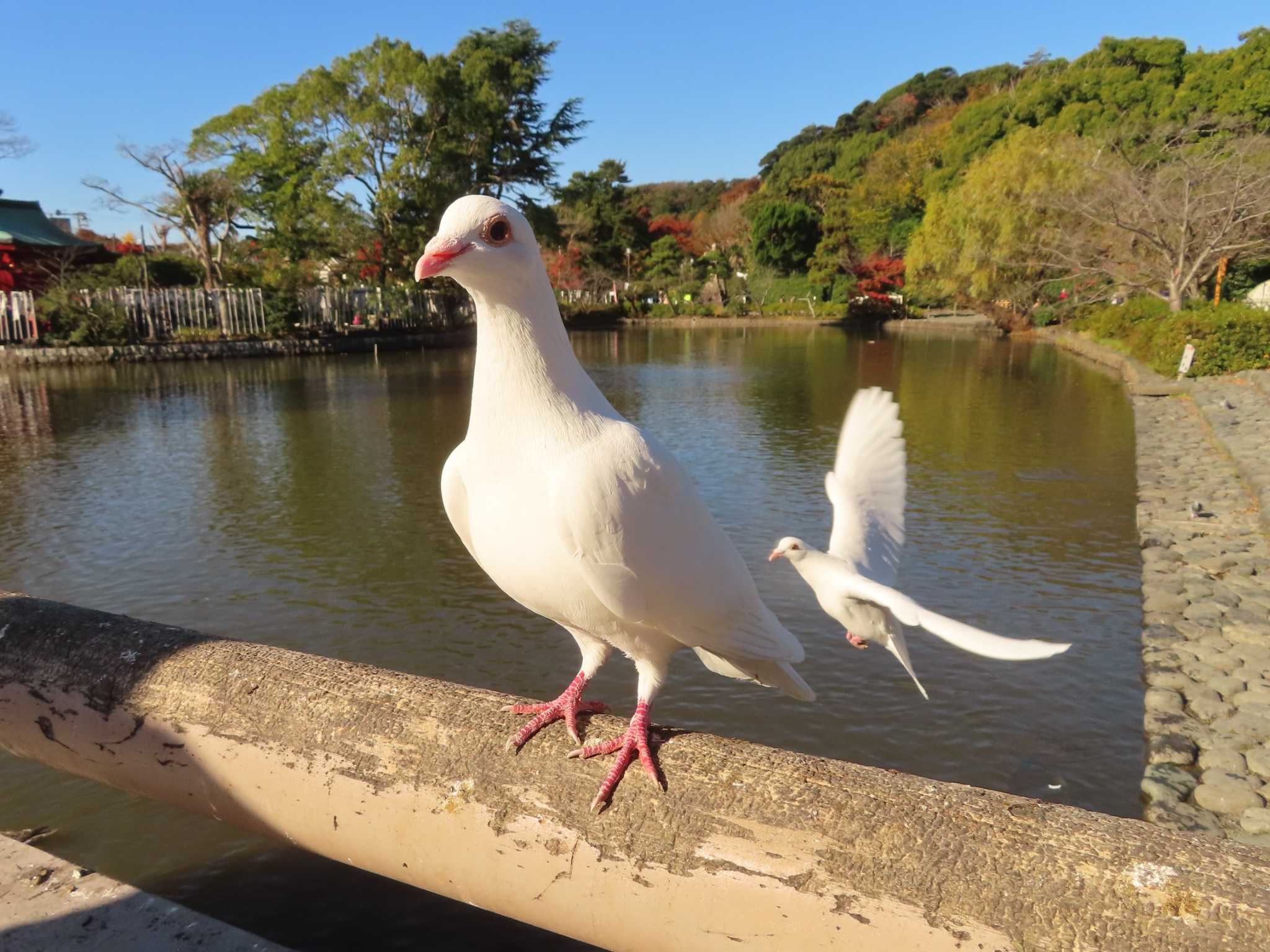 カワラバト