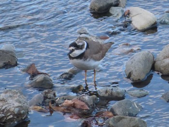 2022年11月27日(日) 境川遊水地公園の野鳥観察記録