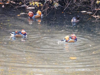 2022年11月27日(日) 奈良山公園の野鳥観察記録