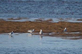 Saunders's Gull 飯梨川河口(島根県安来市) Sun, 11/27/2022