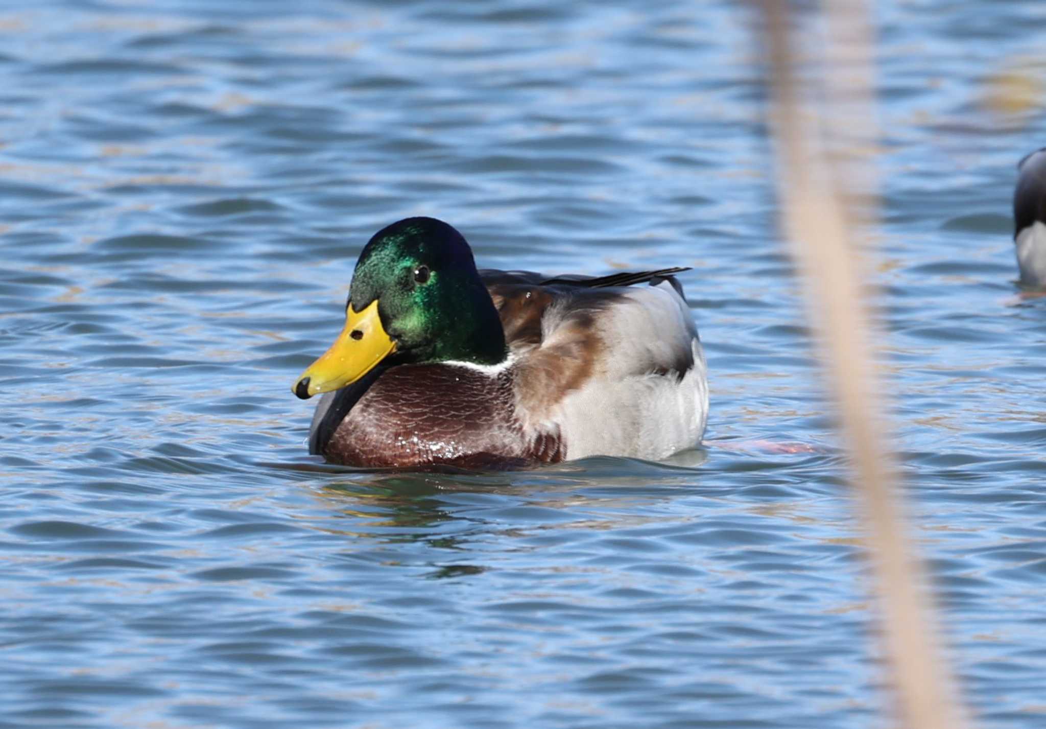 Mallard